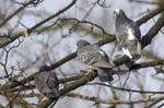 Pigeon_Biset_Bois_Vincennes_Lac_Minimes_17mars2006_MR67235