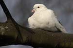 Pigeon_Biset_Bois_Vincennes_Lac_Minimes_17mars2006_MR67236