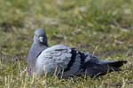 Pigeon_Biset_Bois_Vincennes_Lac_Minimes_23mars2006_MR69130