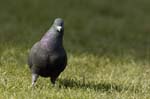 Pigeon_biset_Bois_de_Vincennes_Lac_Daumesnil_1mars2005_FE52659
