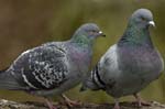 Pigeon_biset_Bois_de_Vincennes_Lac_Daumesnil_1mars2005_FE52802