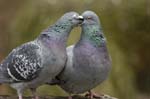 Pigeon_biset_Bois_de_Vincennes_Lac_Daumesnil_1mars2005_FE52804