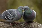 Pigeon_biset_Bois_de_Vincennes_Lac_Daumesnil_1mars2005_FE52823