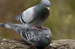 Pigeon_biset_Bois_de_Vincennes_Lac_Daumesnil_1mars2005_FE52838