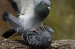 Pigeon_biset_Bois_de_Vincennes_Lac_Daumesnil_1mars2005_FE52840
