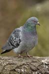 Pigeon_biset_Bois_de_Vincennes_Lac_Daumesnil_1mars2005_FE52843