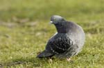 Pigeon_biset_Bois_de_Vincennes_Lac_Daumesnil_1mars2005_FE52986