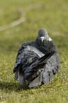 Pigeon_biset_Bois_de_Vincennes_Lac_Daumesnil_1mars2005_FE52987