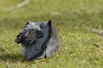Pigeon_biset_Bois_de_Vincennes_lac_Daumensil_1mars2005_FE52988