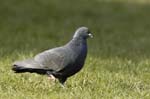 Pigeonbiset_Bois_de_Vincennes_Lac_Daumesnil_1mars2005_FE52658