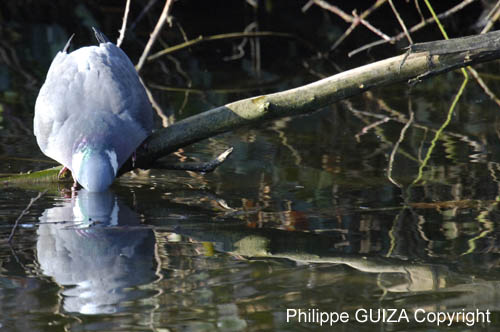 Pigeon_Ramier_Bois_Vincennes_Lac_Minimes_12mars2006_MR65503