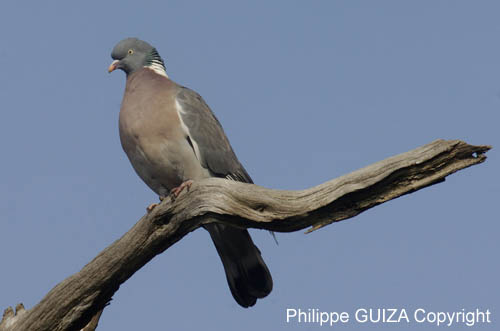 Pigeon_Ramier_Bois_Vincennes_Lac_Minimes_16mars2006_MR66881