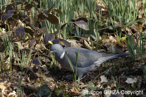 Pigeon_Ramier_Bois_Vincennes_Lac_Minimes_23mars2006_MR68969