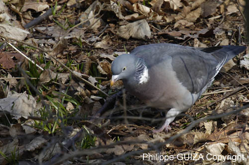 Pigeon_Ramier_Bois_Vincennes_Lac_Minimes_23mars2006_MR68970