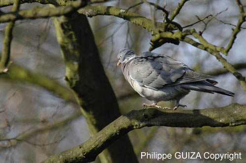 Pigeon_Ramier_Bois_Vincennes_Lac_Minimes_23mars2006_MR69035