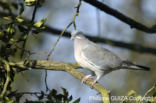 Pigeon_Vincennes_Bois_Vincennes_Lac_Minimes_12mars2006_MR65536
