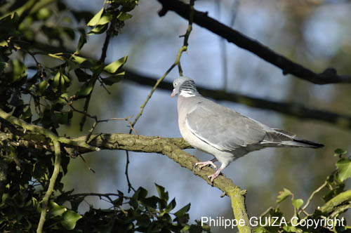 Pigeon_Vincennes_Bois_Vincennes_Lac_Minimes_12mars2006_MR65537