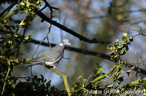 Pigeon_Vincennes_Bois_Vincennes_Lac_Minimes_12mars2006_MR65539