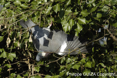 Pigeon_Vincennes_Bois_Vincennes_Lac_Minimes_12mars2006_MR65540