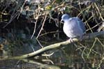 Pigeon_Ramier_Bois_Vincennes_Lac_Minimes_12mars2006_MR65502