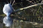 Pigeon_Ramier_Bois_Vincennes_Lac_Minimes_12mars2006_MR65503
