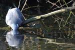 Pigeon_Ramier_Bois_Vincennes_Lac_Minimes_12mars2006_MR65504
