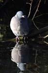 Pigeon_Ramier_Bois_Vincennes_Lac_Minimes_12mars2006_MR65505