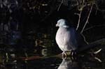 Pigeon_Ramier_Bois_Vincennes_Lac_Minimes_12mars2006_MR65507