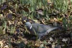 Pigeon_Ramier_Bois_Vincennes_Lac_Minimes_23mars2006_MR68969