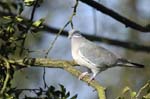 Pigeon_Vincennes_Bois_Vincennes_Lac_Minimes_12mars2006_MR65536