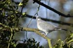 Pigeon_Vincennes_Bois_Vincennes_Lac_Minimes_12mars2006_MR65537