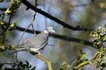Pigeon_Vincennes_Bois_Vincennes_Lac_Minimes_12mars2006_MR65538
