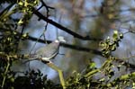 Pigeon_Vincennes_Bois_Vincennes_Lac_Minimes_12mars2006_MR65539