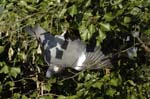 Pigeon_Vincennes_Bois_Vincennes_Lac_Minimes_12mars2006_MR65540