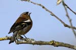 Pinson_des_arbres_LeTeich_Parc_Ornithologique_avril2006_MR61580