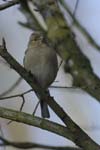Pinsson_des_Arbres_femelle_Bois_Vincennes_Lac_Minimes_23mars2006_MR69122