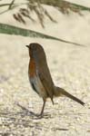 rougegorge_familier_LeTeich_Parc_Ornithologique_Septembre2006_JN68513