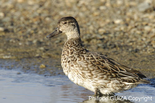 Sarcelle_LeTeich_Parc_Ornithologique_Septembre2006_JN61622