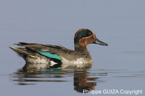 Sarcelle_LeTeich_Parc_Ornithologique_Septembre2006_JN63525