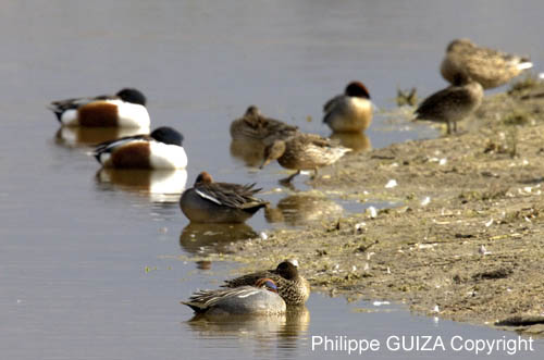 Sarcelle_hiver_LeTeich_Parc_Ornithologique_avril2006_MR63272