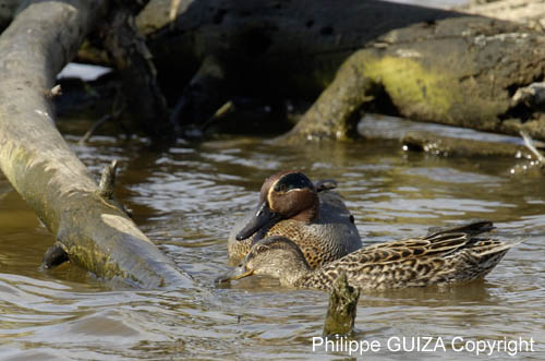 Sarcelle_hiver_LeTeich_Parc_Ornithologique_avril2006_MR63273