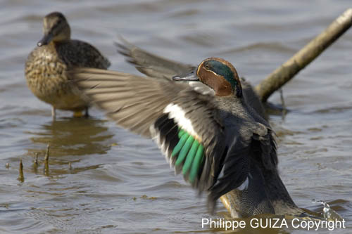 Sarcelle_hiver_LeTeich_Parc_Ornithologique_avril2006_MR63276