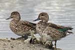 Sarcelle_LeTeich_Parc_Ornithologique_Septembre2006_JN60554