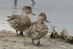 Sarcelle_LeTeich_Parc_Ornithologique_Septembre2006_JN60555