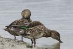 Sarcelle_LeTeich_Parc_Ornithologique_Septembre2006_JN60559