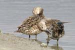 Sarcelle_LeTeich_Parc_Ornithologique_Septembre2006_JN60562