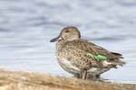 Sarcelle_LeTeich_Parc_Ornithologique_Septembre2006_JN60566