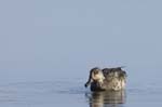 Sarcelle_LeTeich_Parc_Ornithologique_Septembre2006_JN63471