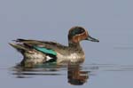 Sarcelle_LeTeich_Parc_Ornithologique_Septembre2006_JN63525
