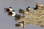 Sarcelle_hiver_LeTeich_Parc_Ornithologique_avril2006_MR63272